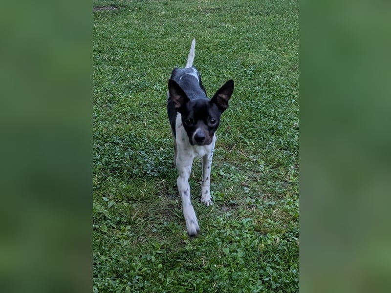 Floh: kleiner Zwerg sucht aktive Menschen