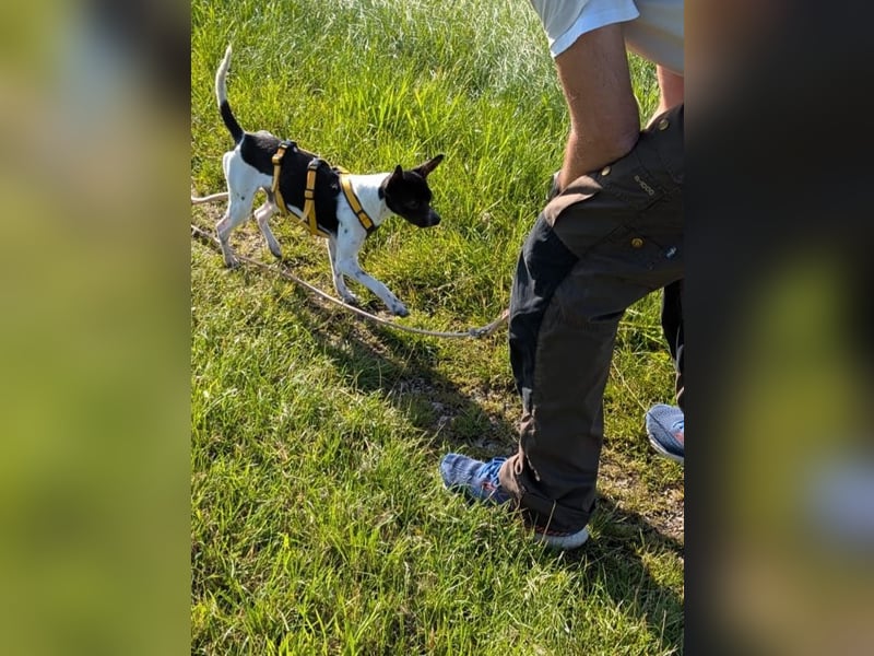 Floh: jetzt aber für immer