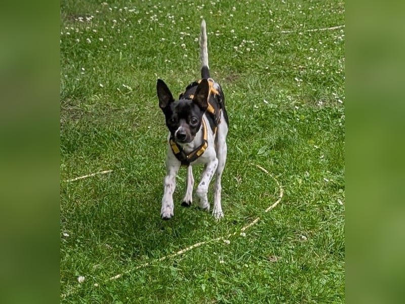 Floh: jetzt aber für immer
