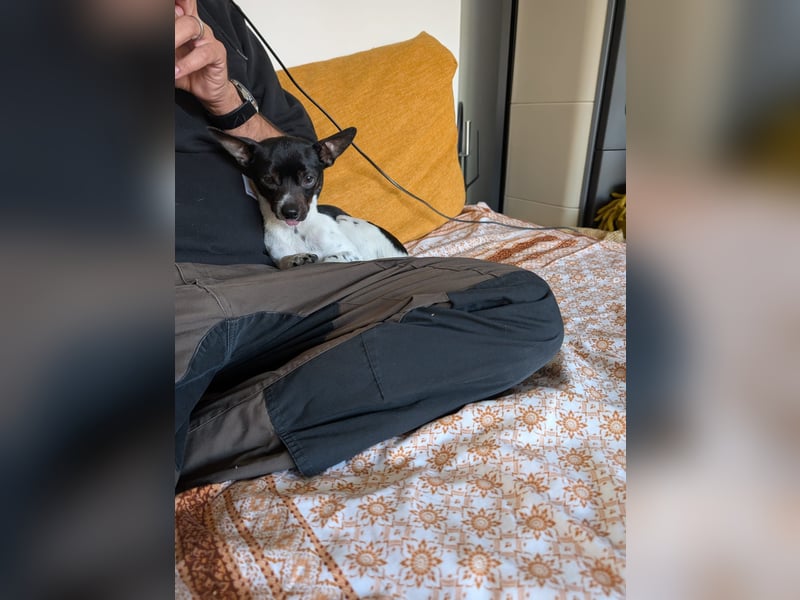 Floh: jetzt aber für immer