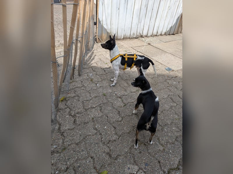 Floh: kleiner Zwerg sucht aktive Menschen