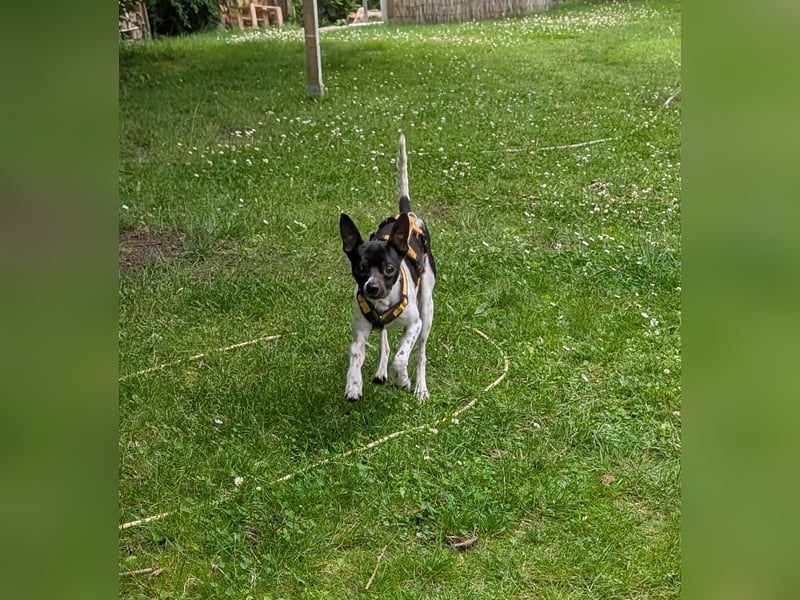 Floh: kleiner Zwerg sucht aktive Menschen