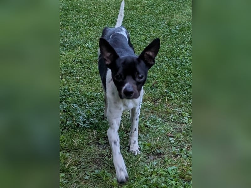 Floh: jetzt aber für immer