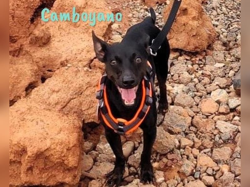 Camboyano 12/2022 (in Deutschland) - lustiger kleiner Pinscher-Mix!