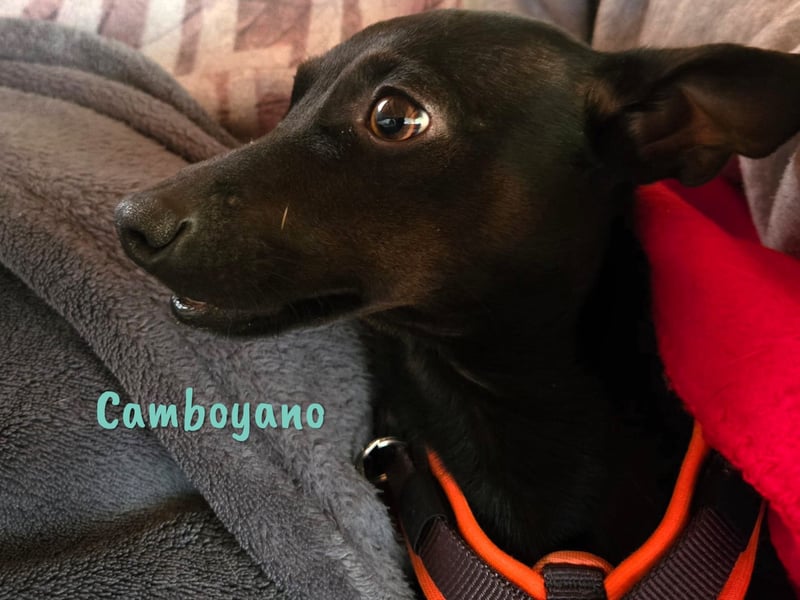 Camboyano 12/2022 (in Deutschland) - lustiger kleiner Pinscher-Mix!