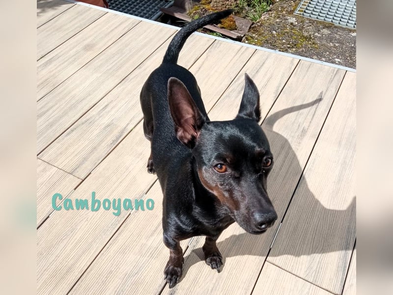 Camboyano 12/2022 (in Deutschland) - lustiger kleiner Pinscher-Mix!
