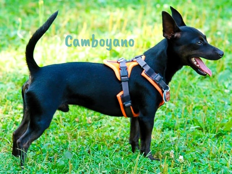 Camboyano 12/2022 (in Deutschland) - lustiger kleiner Pinscher-Mix!