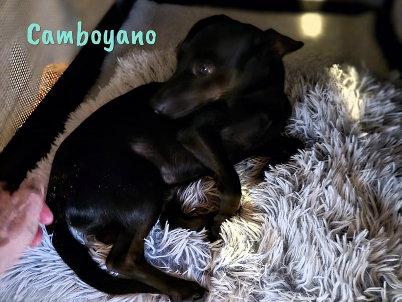 Camboyano 12/2022 (in Deutschland) - lustiger kleiner Pinscher-Mix!