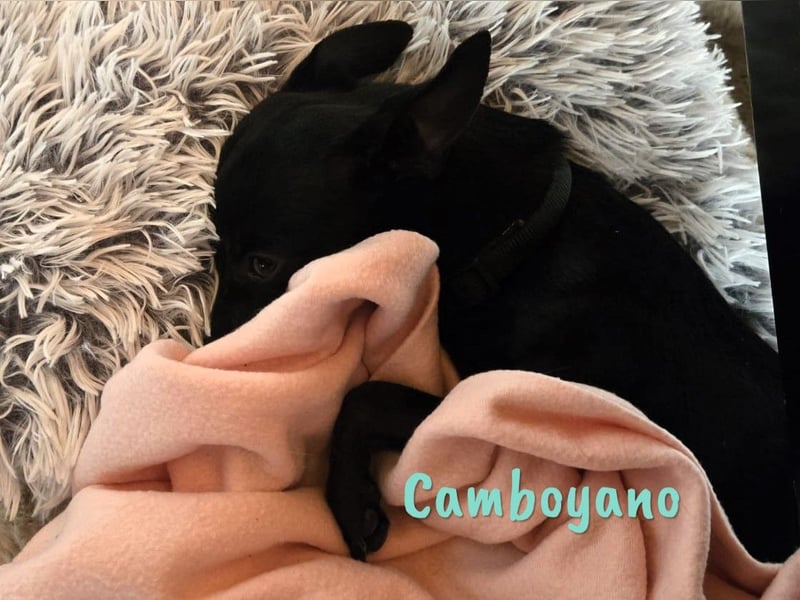 Camboyano 12/2022 (in Deutschland) - lustiger kleiner Pinscher-Mix!