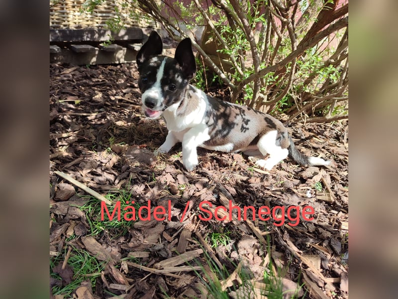 Chihuahua Pincher Mix Welpen