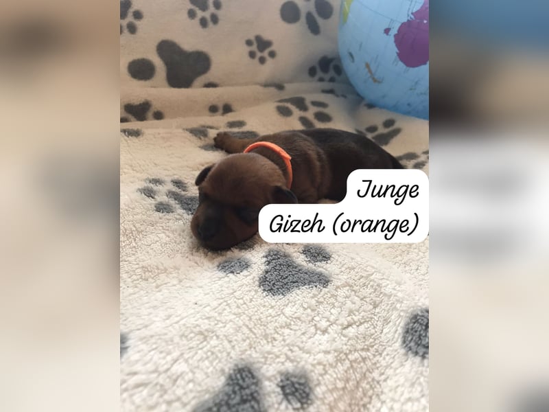 Reinrassige Zwergpinscher / Rehpinscher Welpen