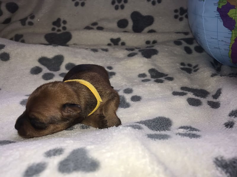 Reinrassige Zwergpinscher / Rehpinscher Welpen
