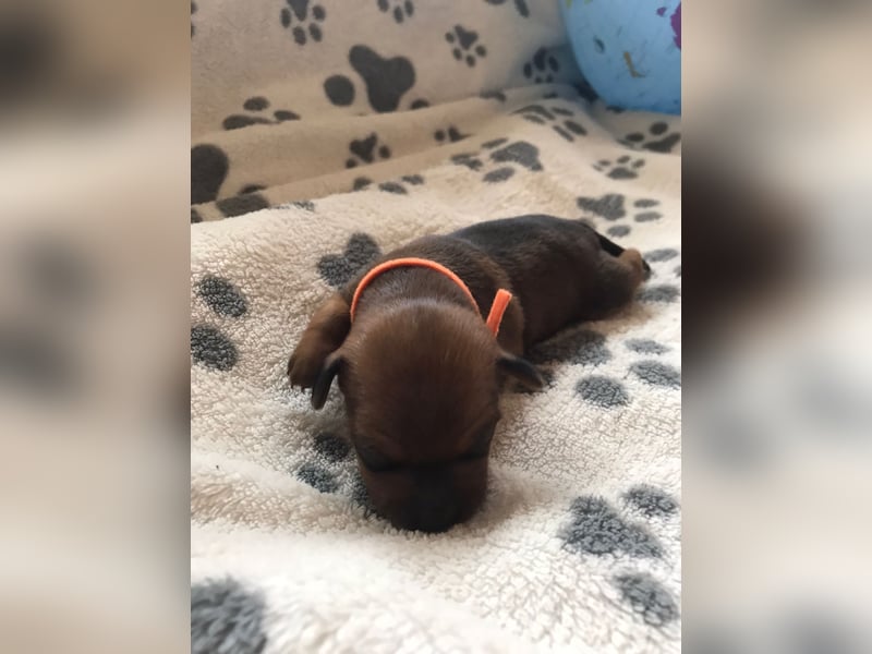 Reinrassige Zwergpinscher / Rehpinscher Welpen
