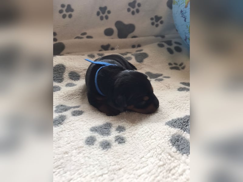 Reinrassige Zwergpinscher / Rehpinscher Welpen