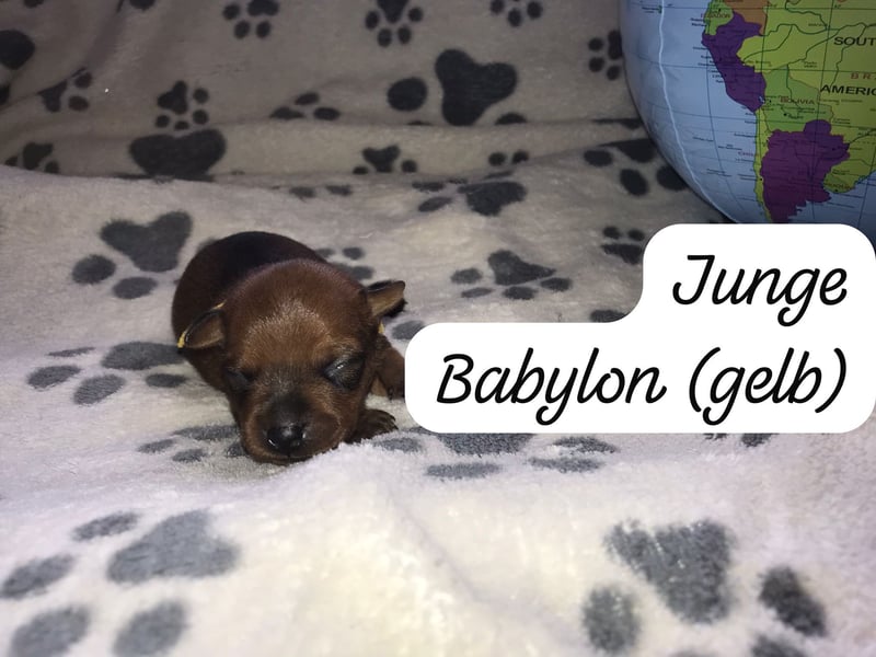 Reinrassige Zwergpinscher / Rehpinscher Welpen