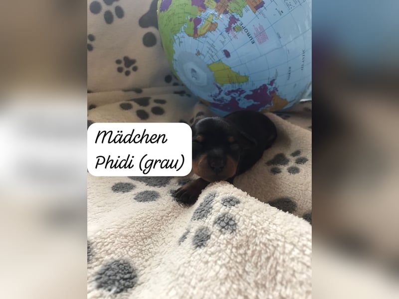 Reinrassige Zwergpinscher / Rehpinscher Welpen
