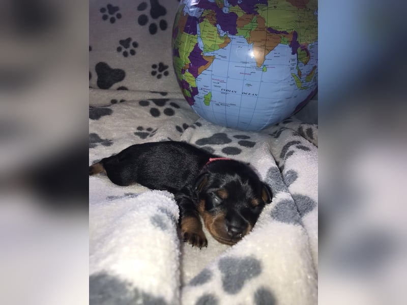 Reinrassige Zwergpinscher / Rehpinscher Welpen
