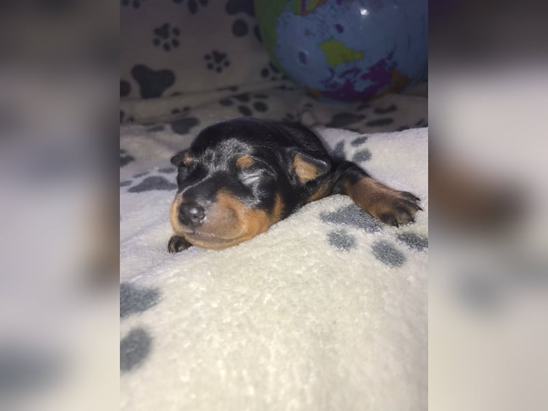 Reinrassige Zwergpinscher / Rehpinscher Welpen