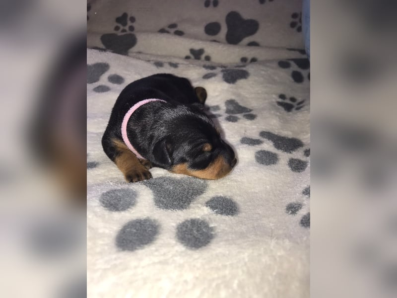 Reinrassige Zwergpinscher / Rehpinscher Welpen