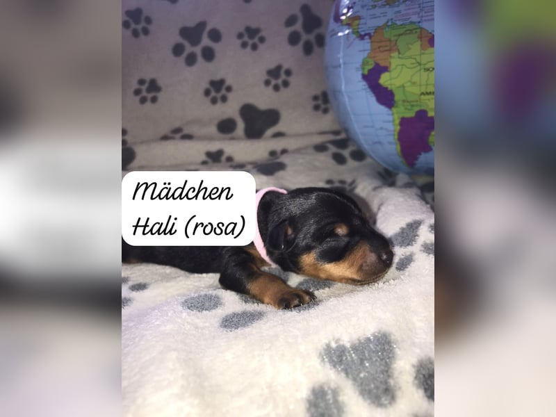 Reinrassige Zwergpinscher / Rehpinscher Welpen