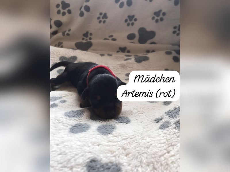 Reinrassige Zwergpinscher / Rehpinscher Welpen