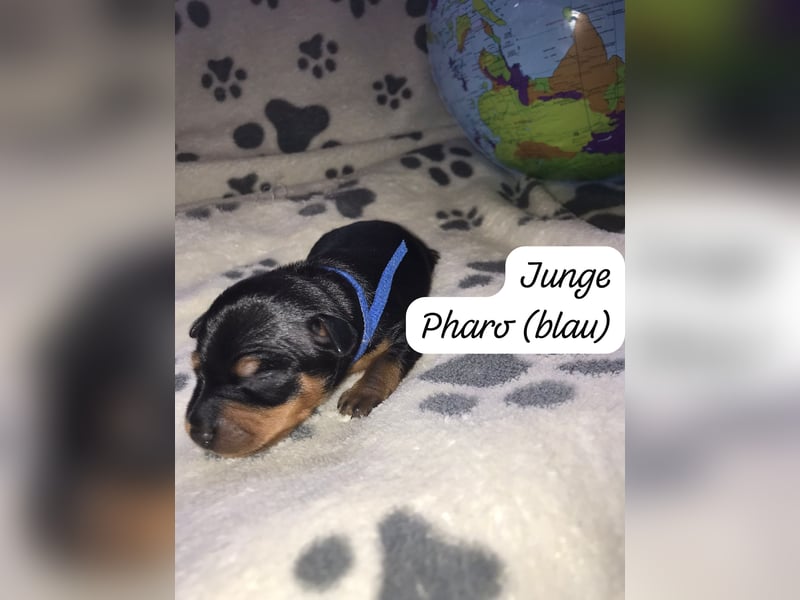 Reinrassige Zwergpinscher / Rehpinscher Welpen
