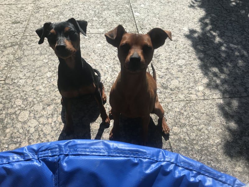 Wurfankündigung reinrassige Zwergpinscher / Rehpinscher Welpen