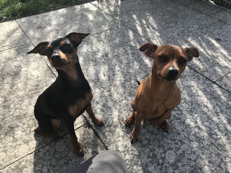 Wurfankündigung reinrassige Zwergpinscher / Rehpinscher Welpen