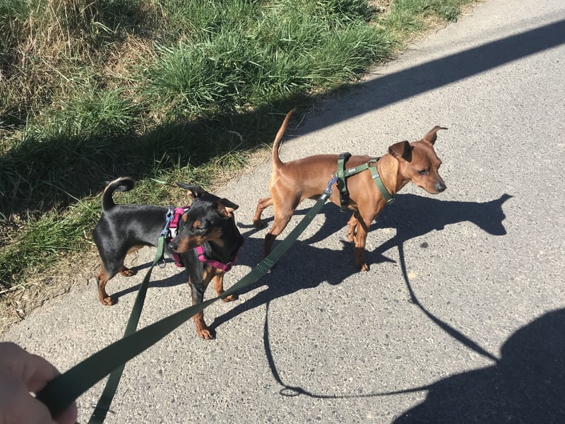 Wurfankündigung reinrassige Zwergpinscher / Rehpinscher Welpen