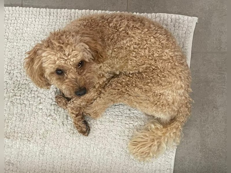 Pudel Deckrüde apricot black and tan Träger