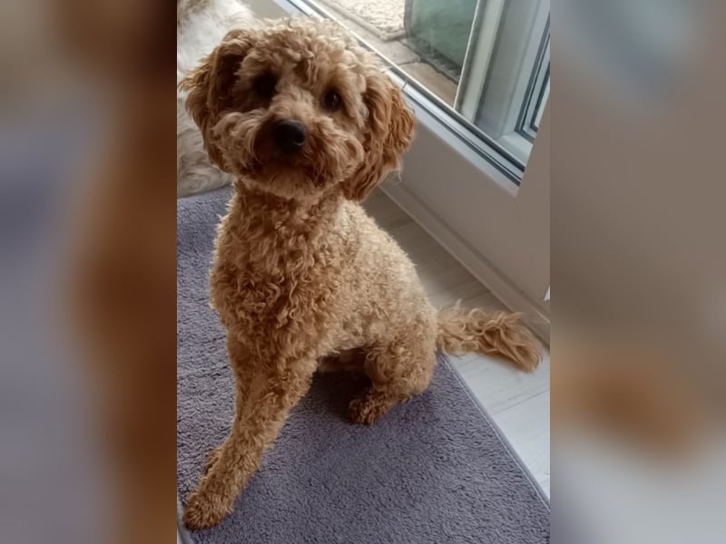 Pudel Deckrüde apricot black and tan Träger