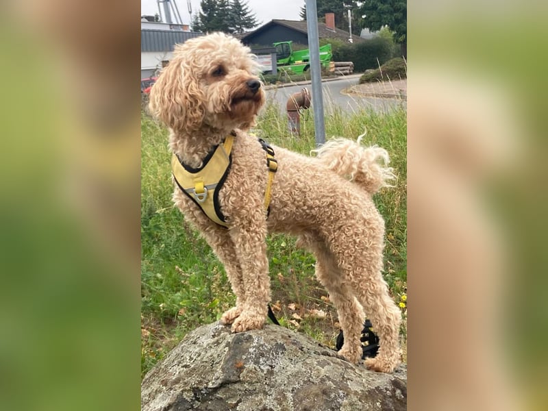 Pudel Deckrüde apricot black and tan Träger