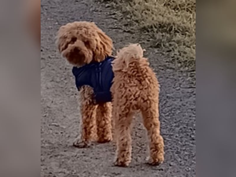 Pudel Deckrüde apricot black and tan Träger