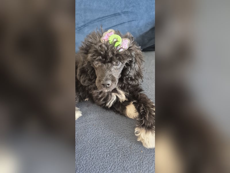 Zwergpudel  kleinpudel