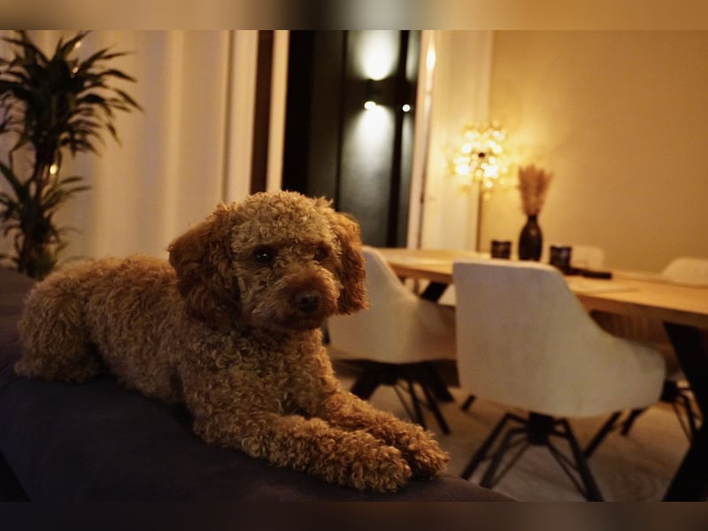 Zwergpudel Deckrüde