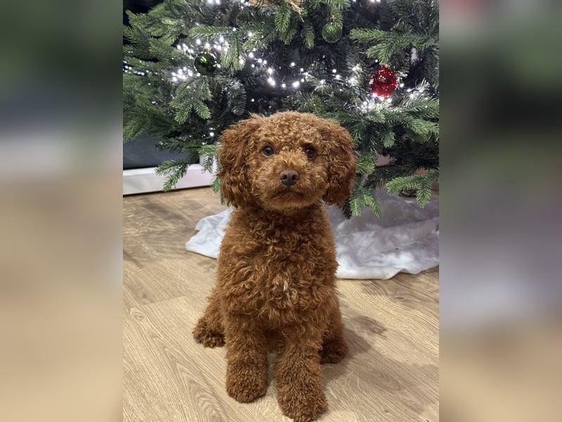 Zwergpudel Deckrüde