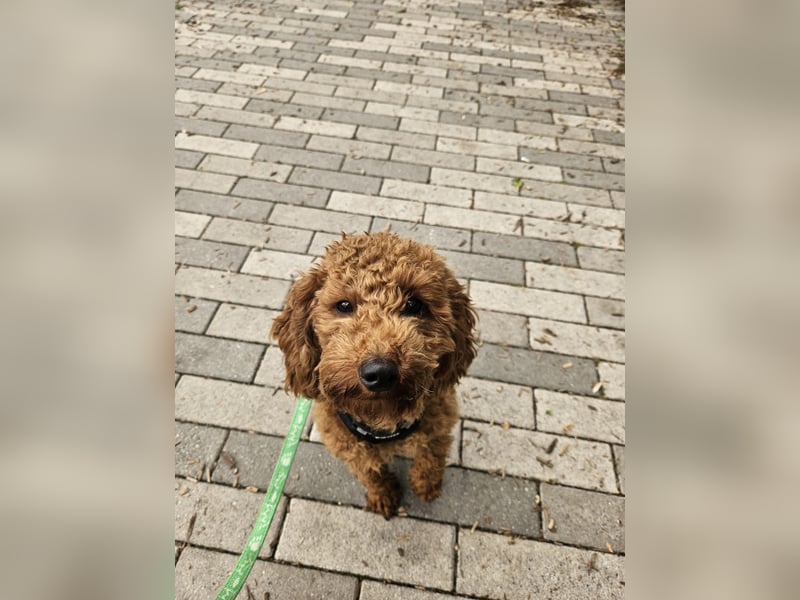 Zwergpudel Deckrüde *Kein Verkauf*