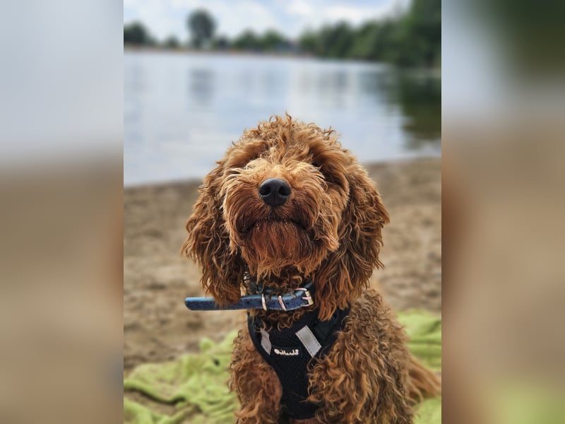 Zwergpudel Deckrüde *Kein Verkauf*