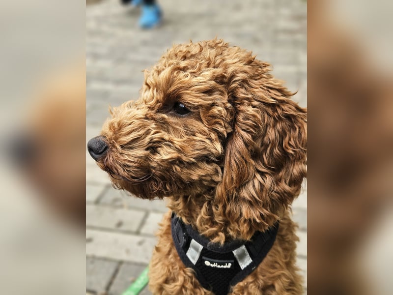 Zwergpudel Deckrüde *Kein Verkauf*