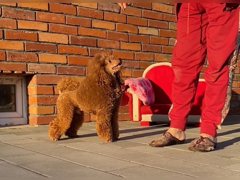 Zwergpudel, männlich 28 cm, FCI