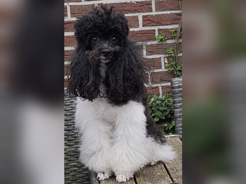 Drei Harlekin-Zwergpudelwelpen "frisch" eingetroffen