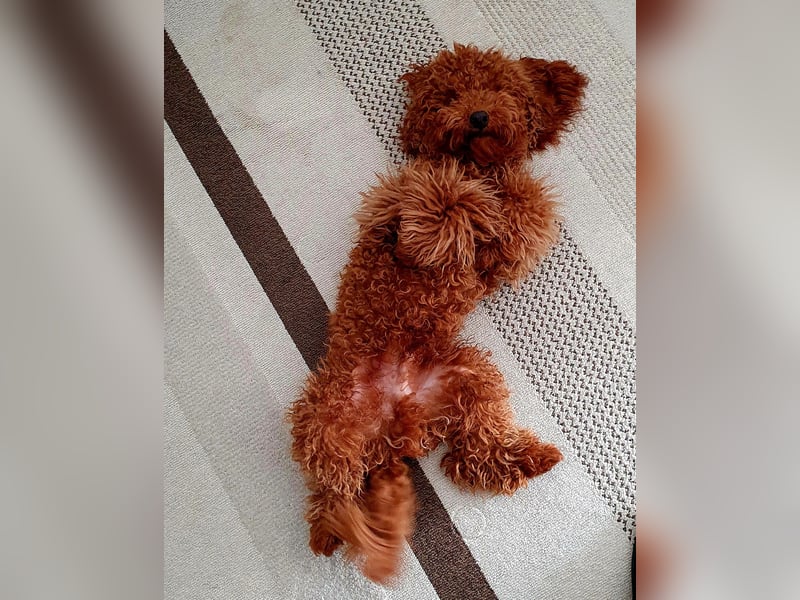 Zwergpudel deckrüde red