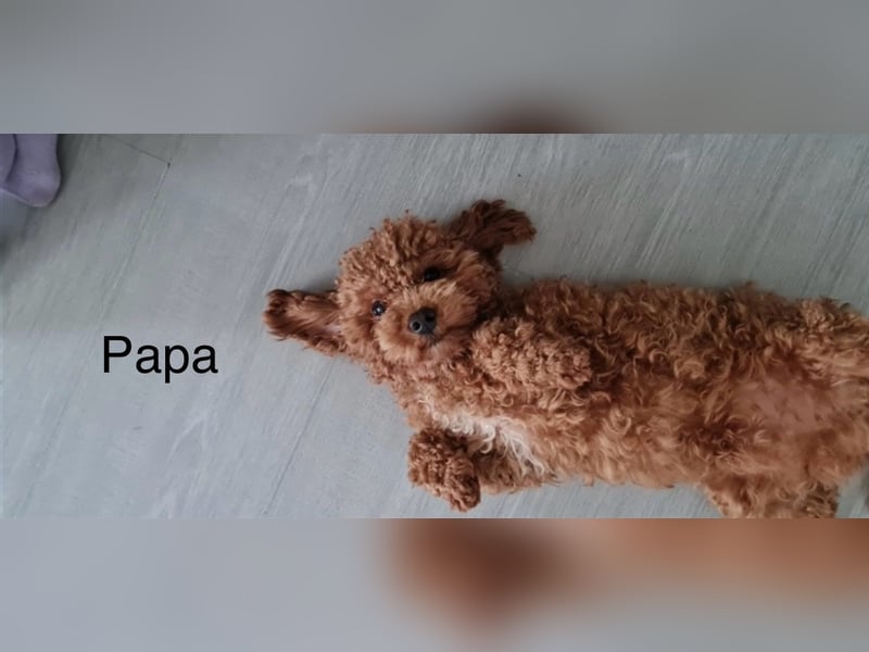 Süße Toy-/Zwergpudel-Welpen (red apricot) suchen ein liebevolles Zuhause