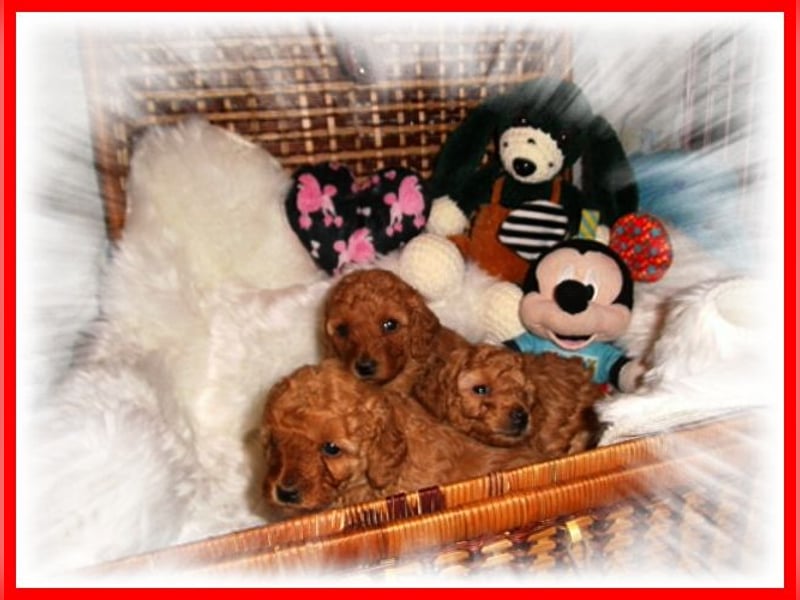 Wir haben traumhaft schöne kleine Toy / Zwerg Pudel mit Papiere (Ahnenpass)