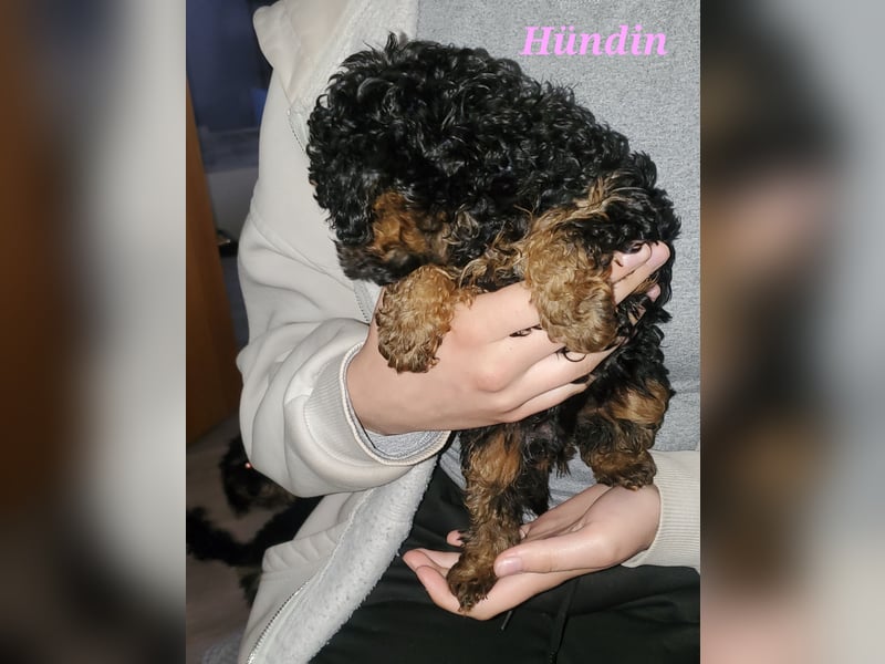 Hündin