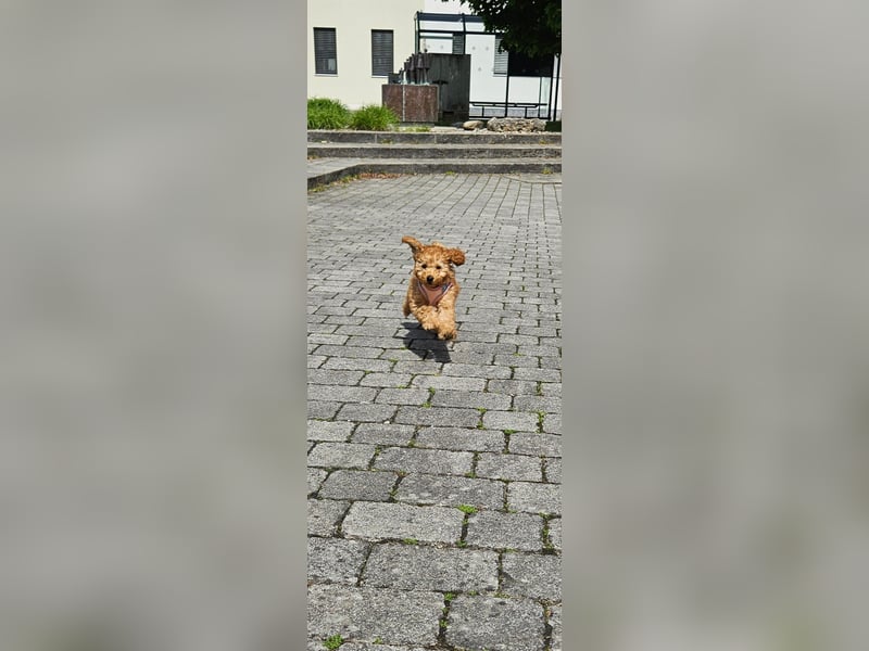 Toy zwergpudel