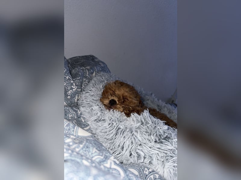 Kleiner Sonnenschein sucht großes Herz Zwergpudel-Dame Coco