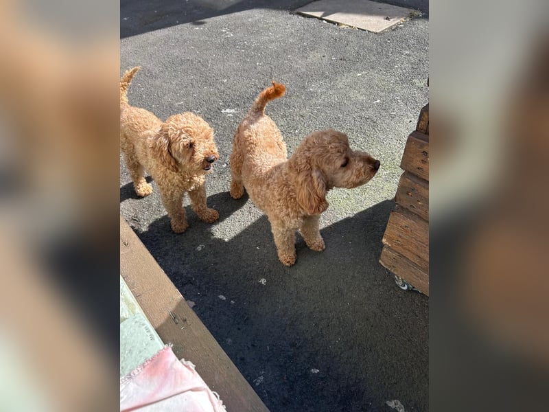 Pudel Männchen und Weibchen