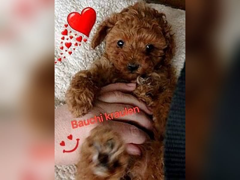 Wunderschöne Zwergpudelwelpen in Rot und Black & Tan