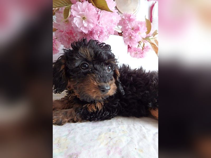 Wunderschöne Zwergpudelwelpen in Rot und Black & Tan